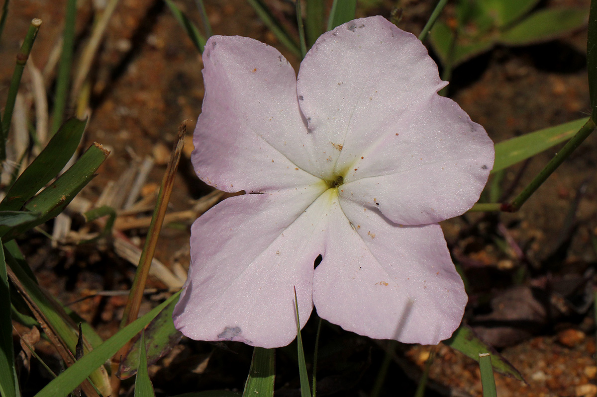 Cycnium tubulosum