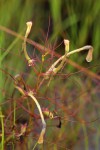 Rhamphicarpa fistulosa