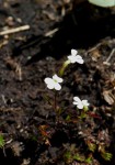 Striga angustifolia