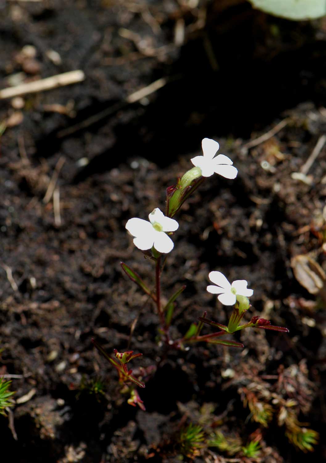 Striga angustifolia