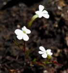 Striga angustifolia