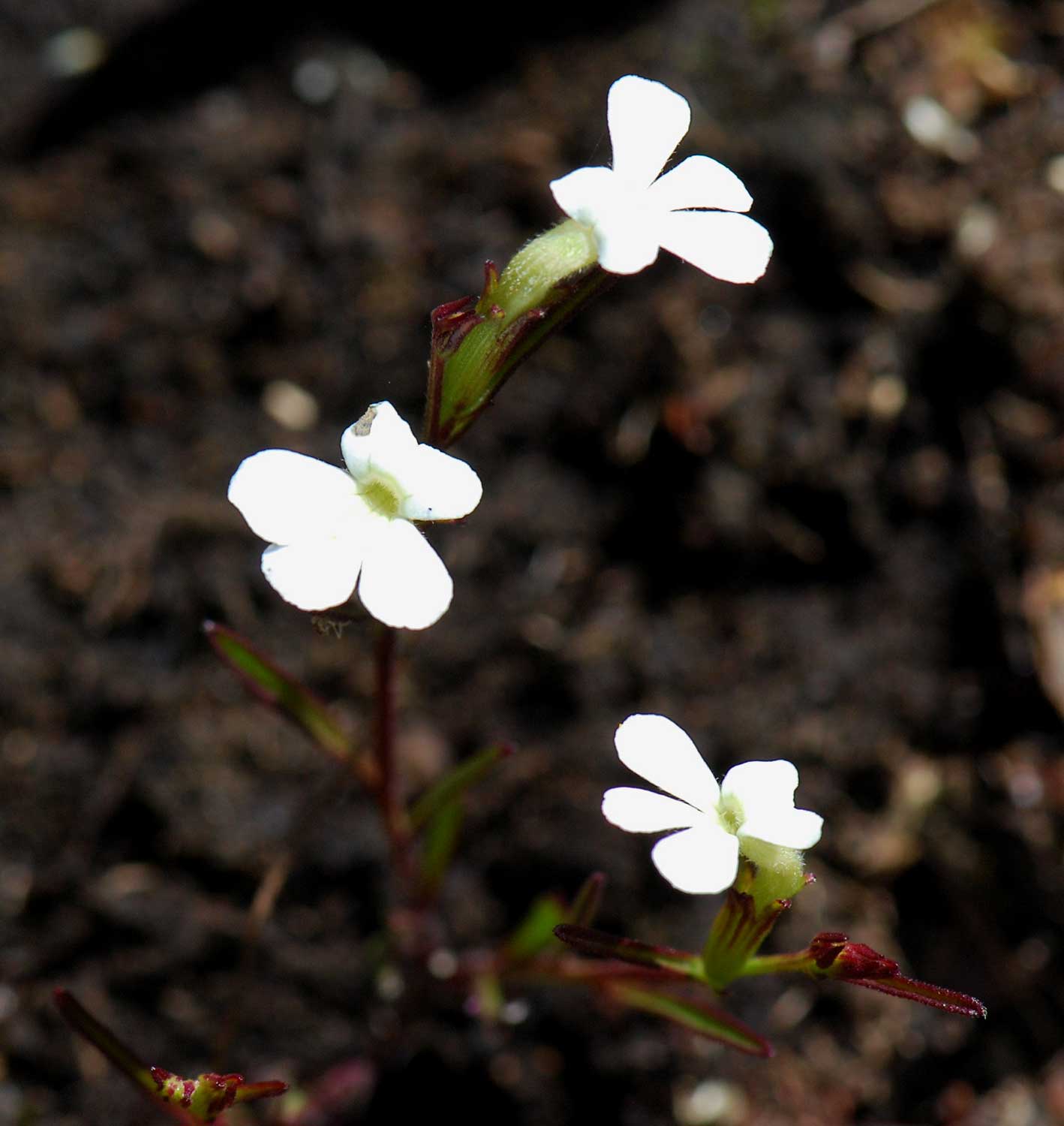 Striga angustifolia