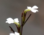 Striga angustifolia