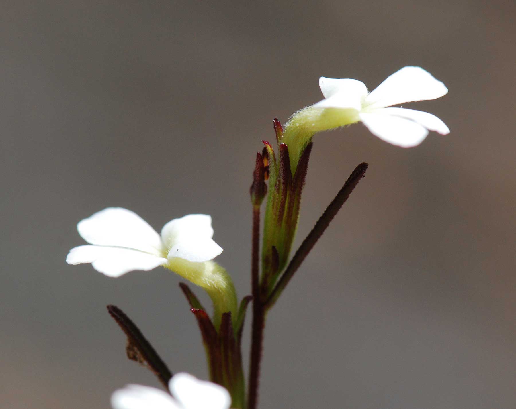Striga angustifolia