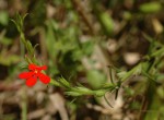 Striga asiatica