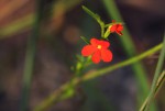 Striga asiatica