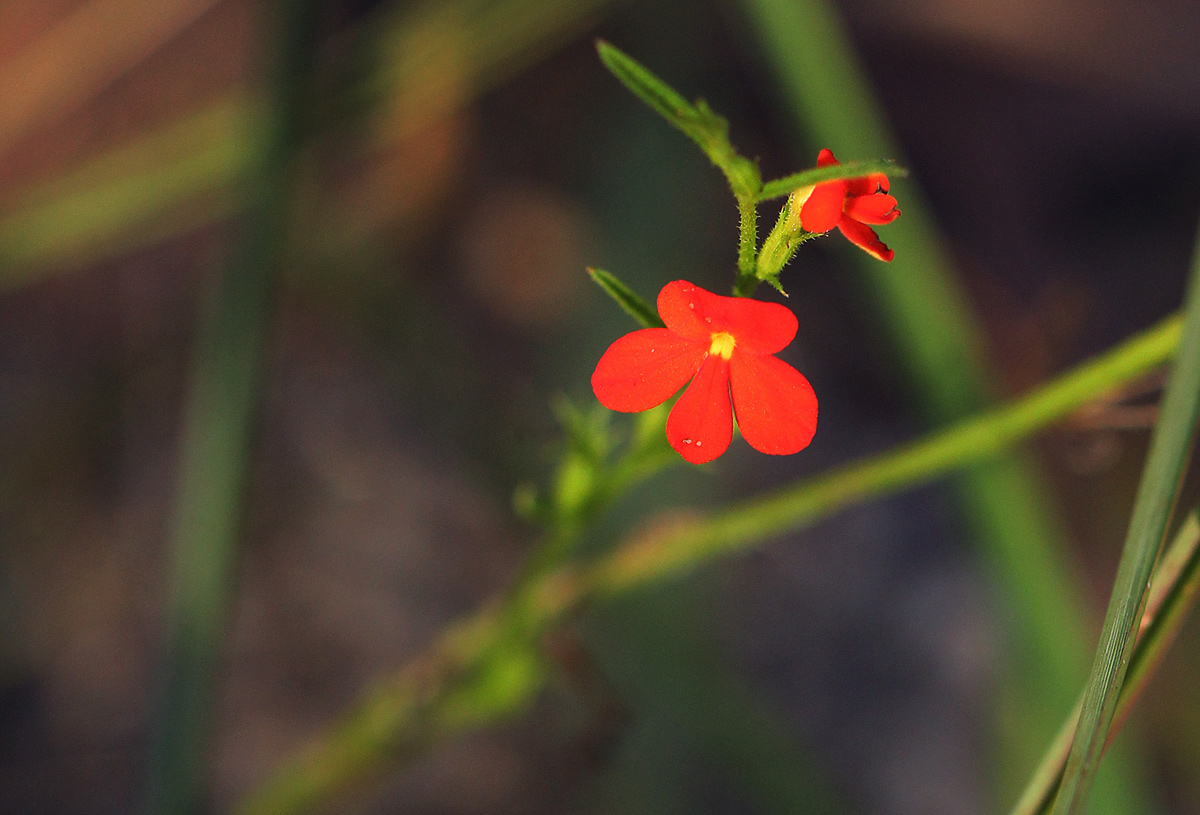 Striga asiatica