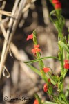 Striga asiatica
