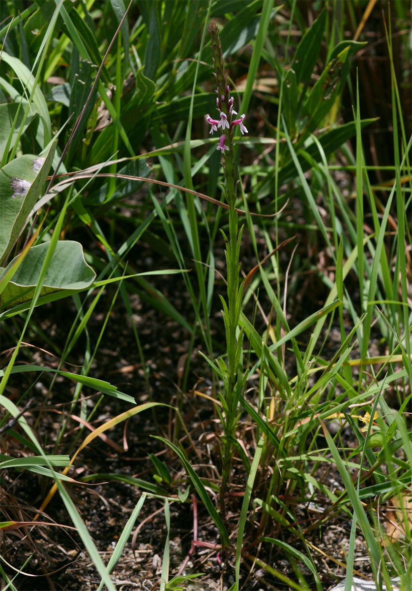 Striga bilabiata