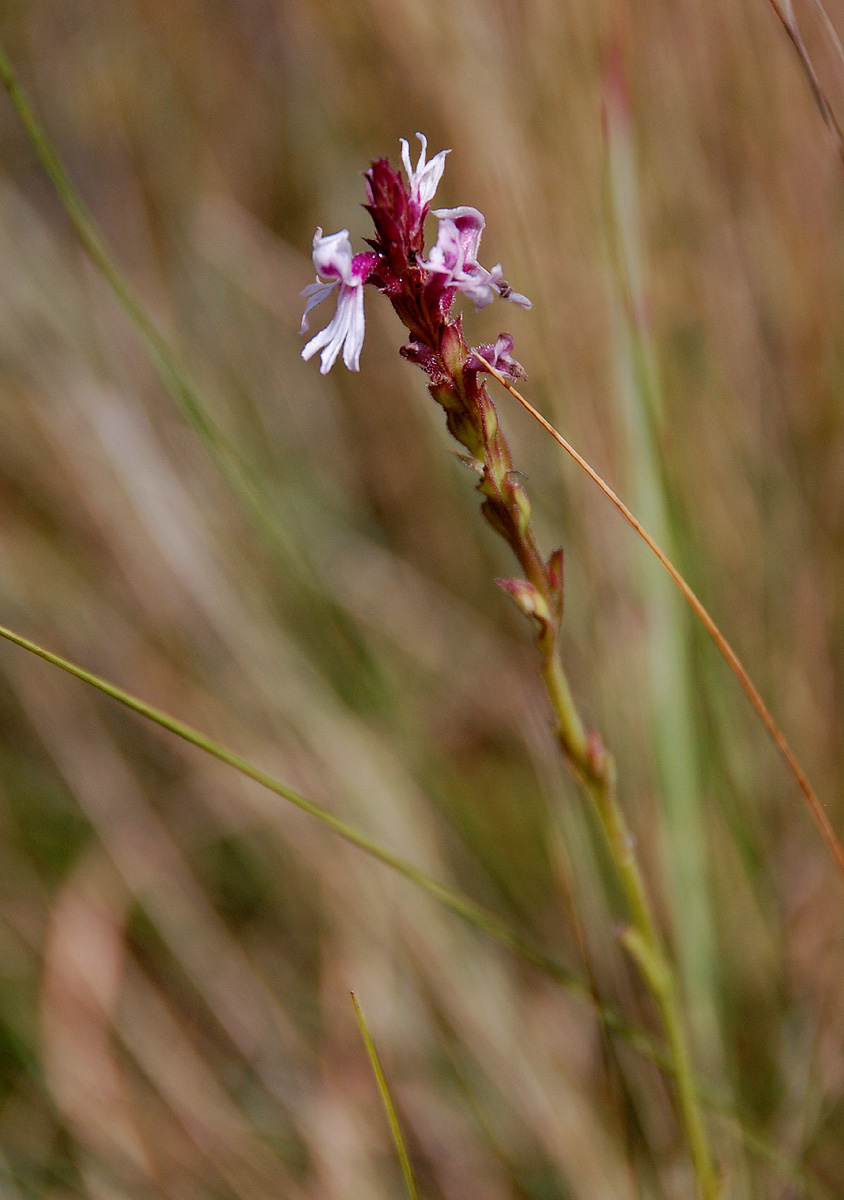 Striga bilabiata