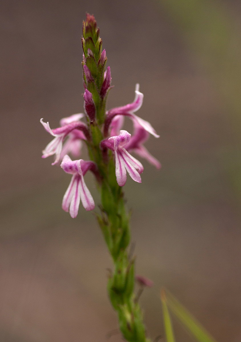 Striga bilabiata