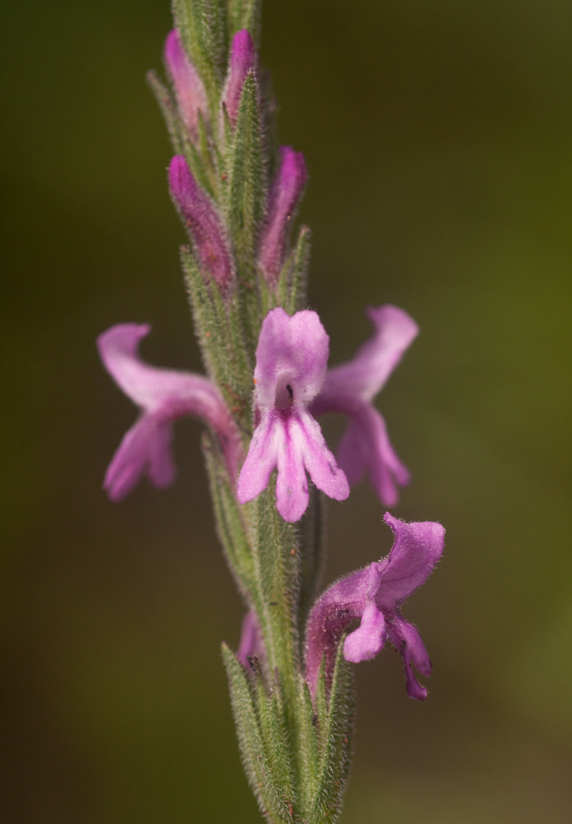 Striga bilabiata