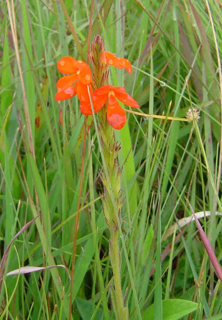 Striga elegans
