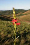 Striga elegans