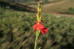 Striga elegans
