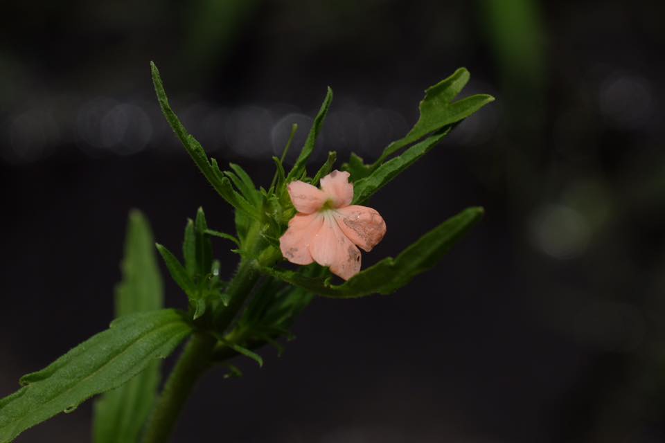 Striga forbesii