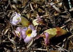 Harveya randii