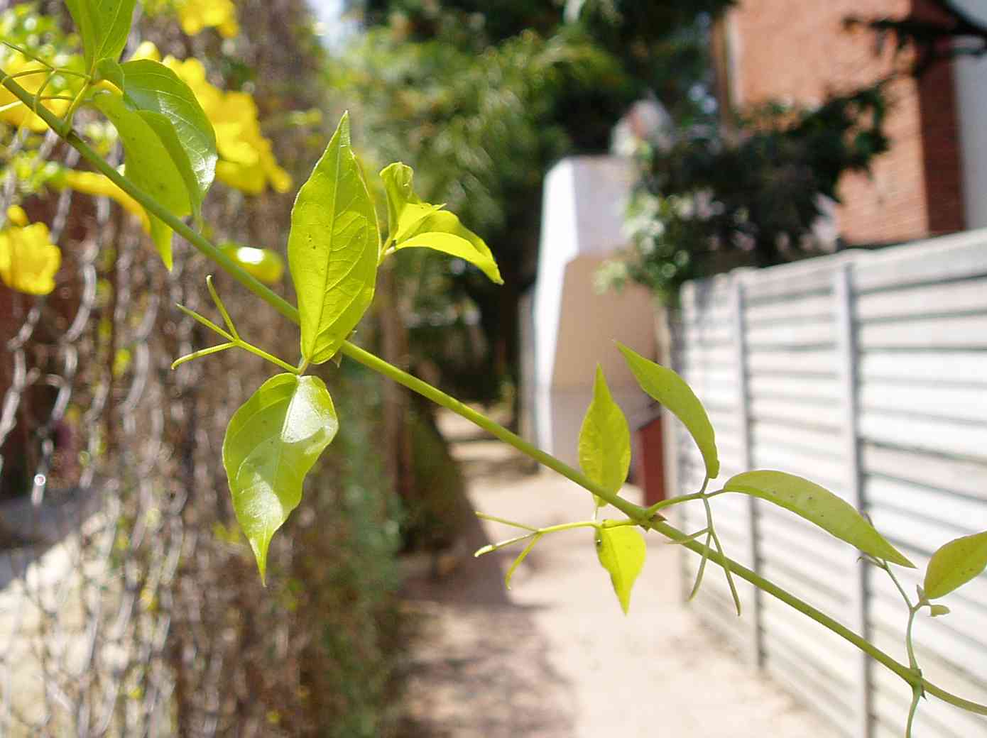 Dolichandra unguis-cati