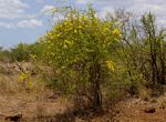 Rhigozum zambesiacum
