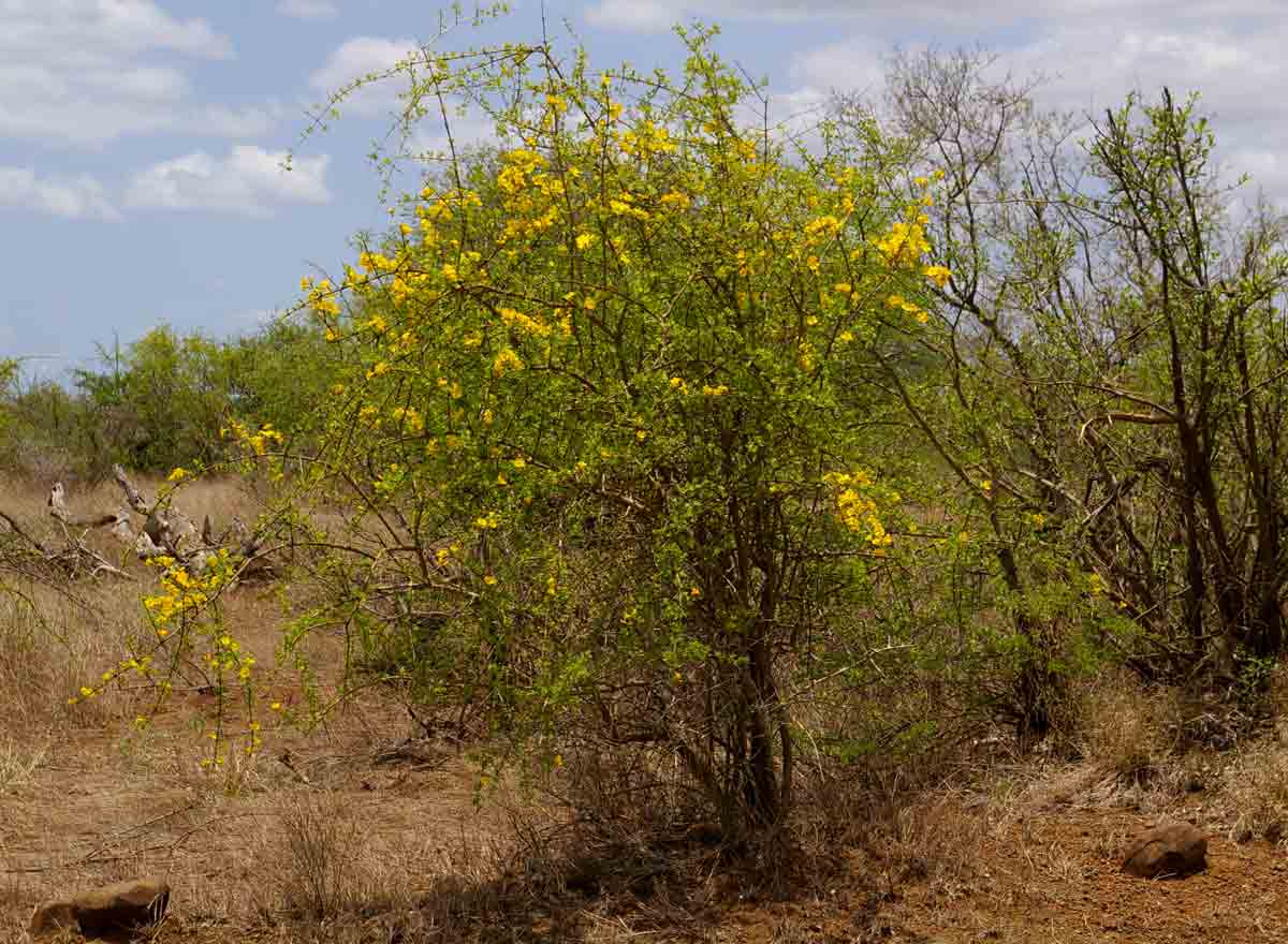 Rhigozum zambesiacum