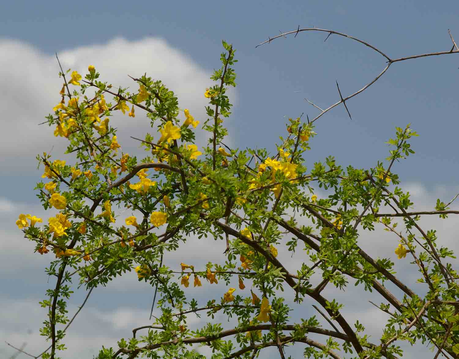 Rhigozum zambesiacum