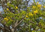 Rhigozum zambesiacum
