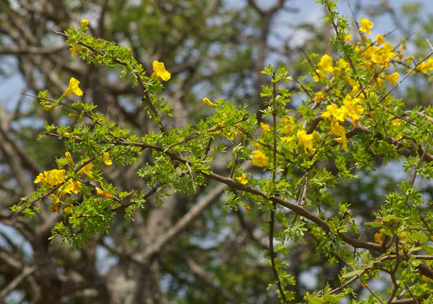 Rhigozum zambesiacum