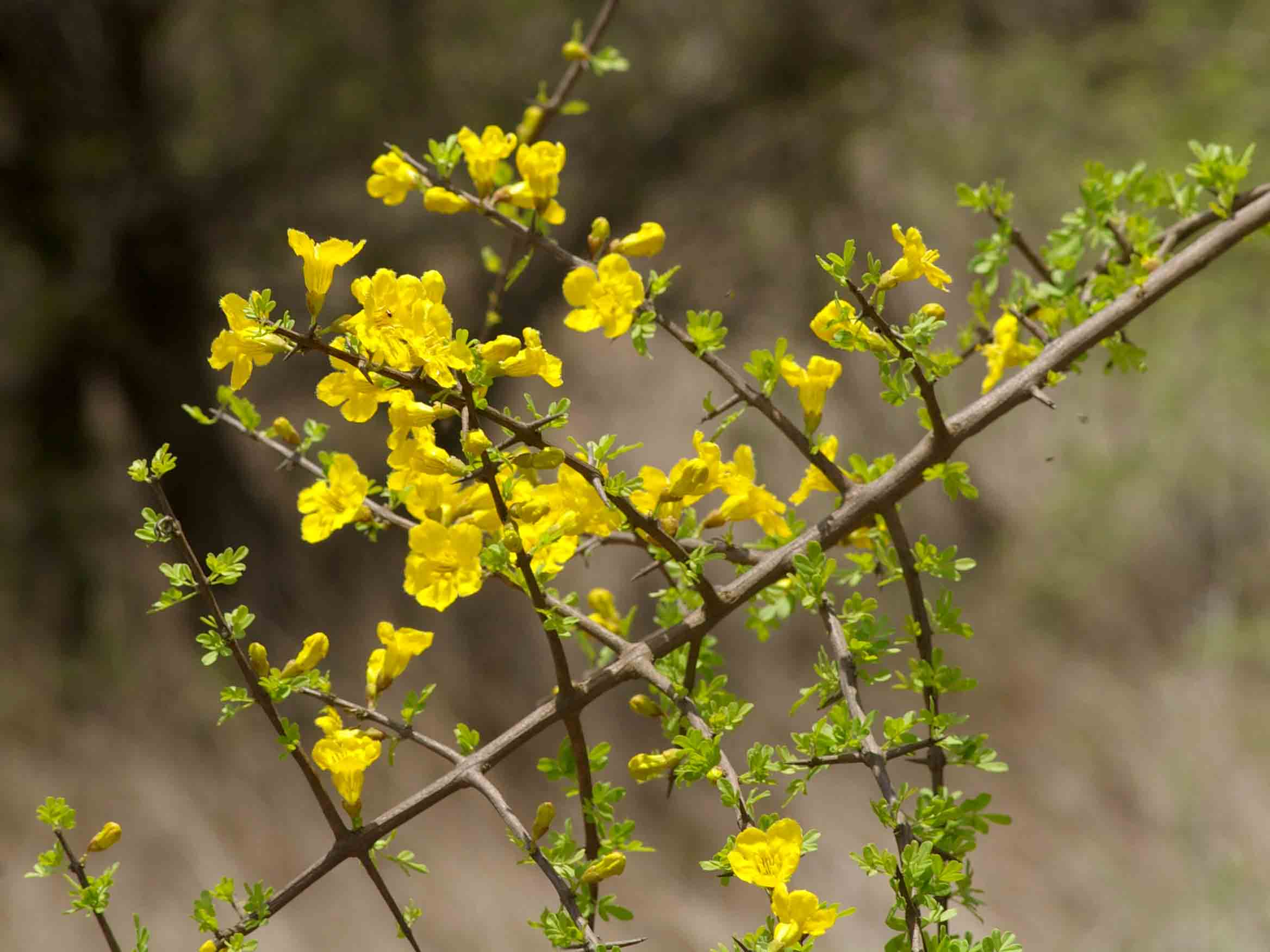 Rhigozum zambesiacum