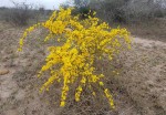 Rhigozum zambesiacum