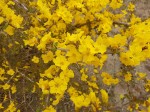 Rhigozum zambesiacum