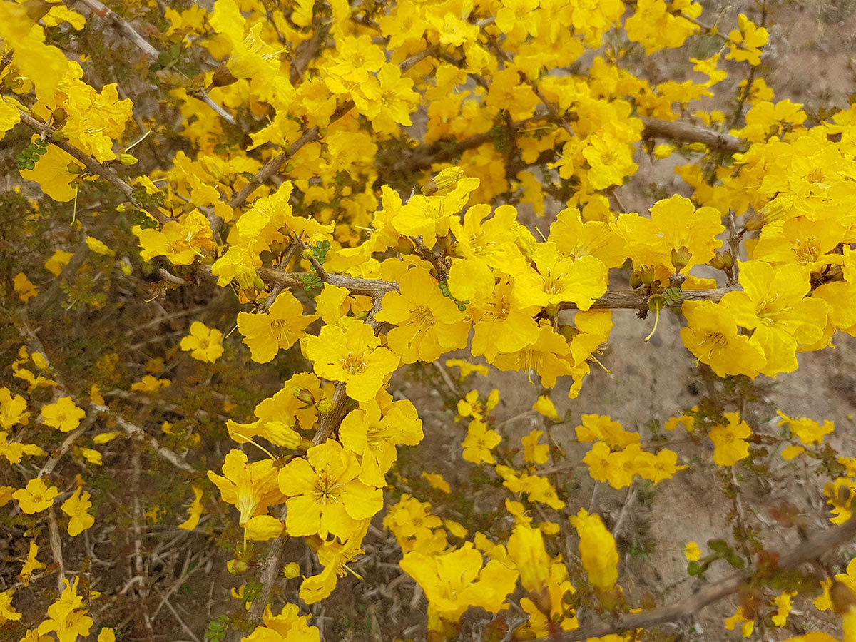 Rhigozum zambesiacum