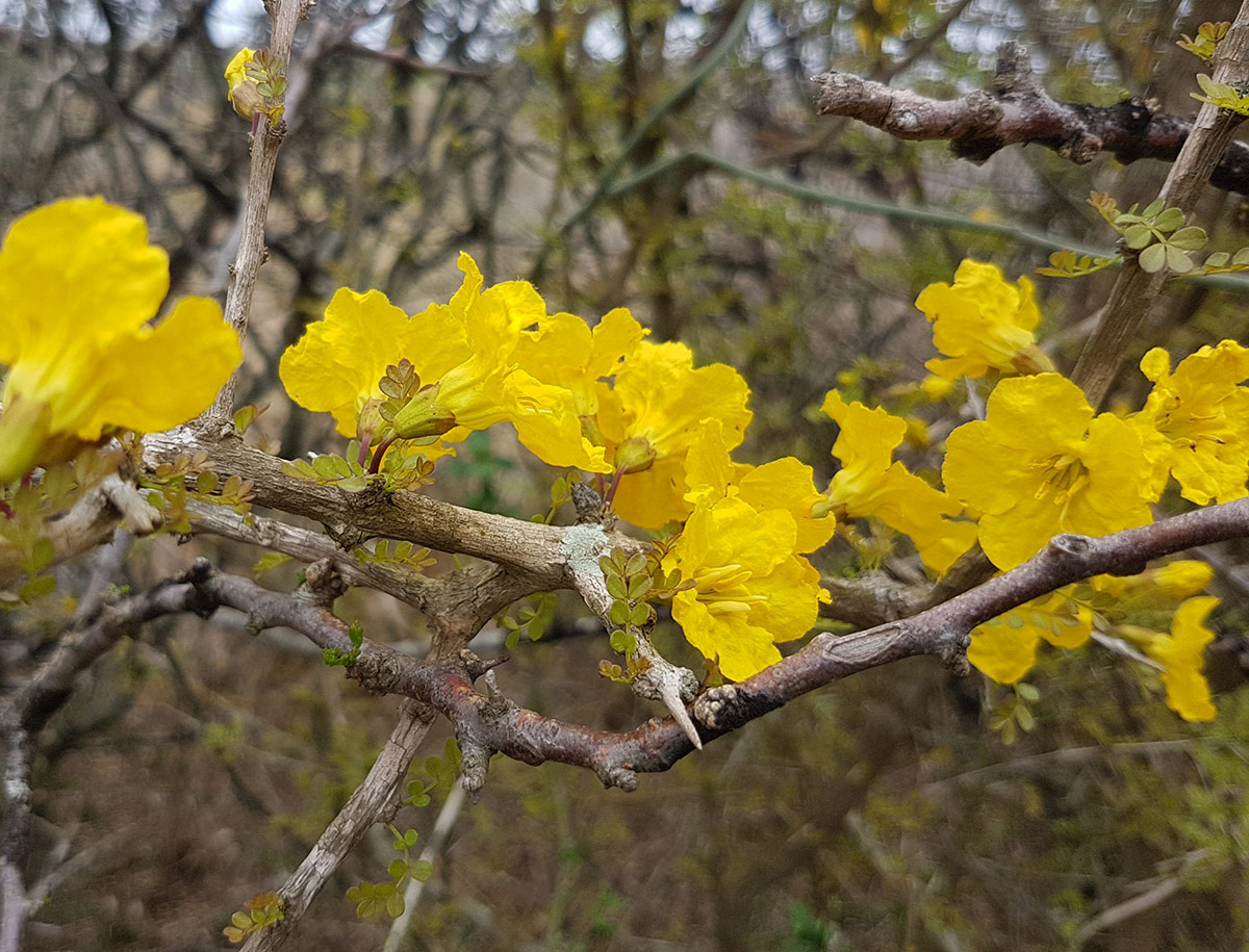 Rhigozum zambesiacum