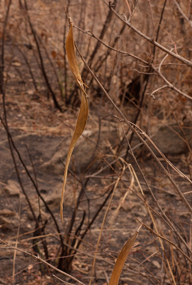 Markhamia obtusifolia