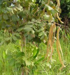 Markhamia obtusifolia