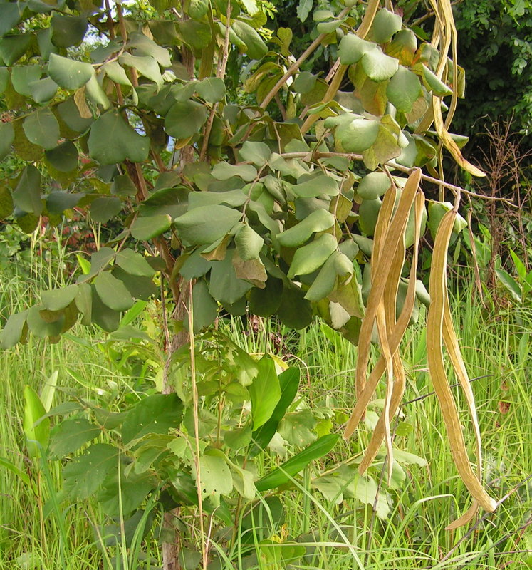 Markhamia obtusifolia