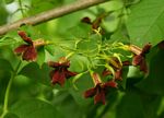 Markhamia zanzibarica