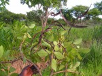 Stereospermum kunthianum