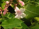 Stereospermum kunthianum