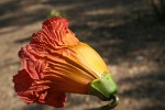 Fernandoa magnifica