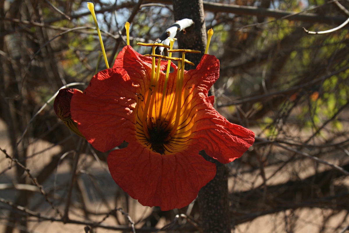 Fernandoa magnifica