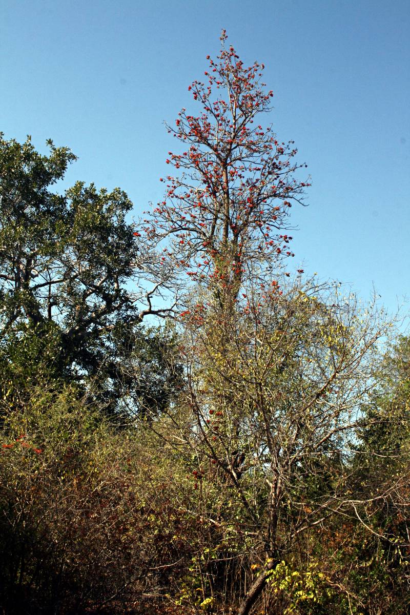Fernandoa magnifica
