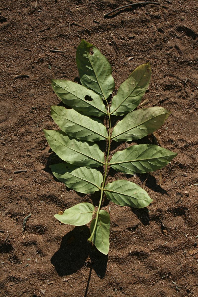 Fernandoa magnifica