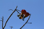 Fernandoa magnifica