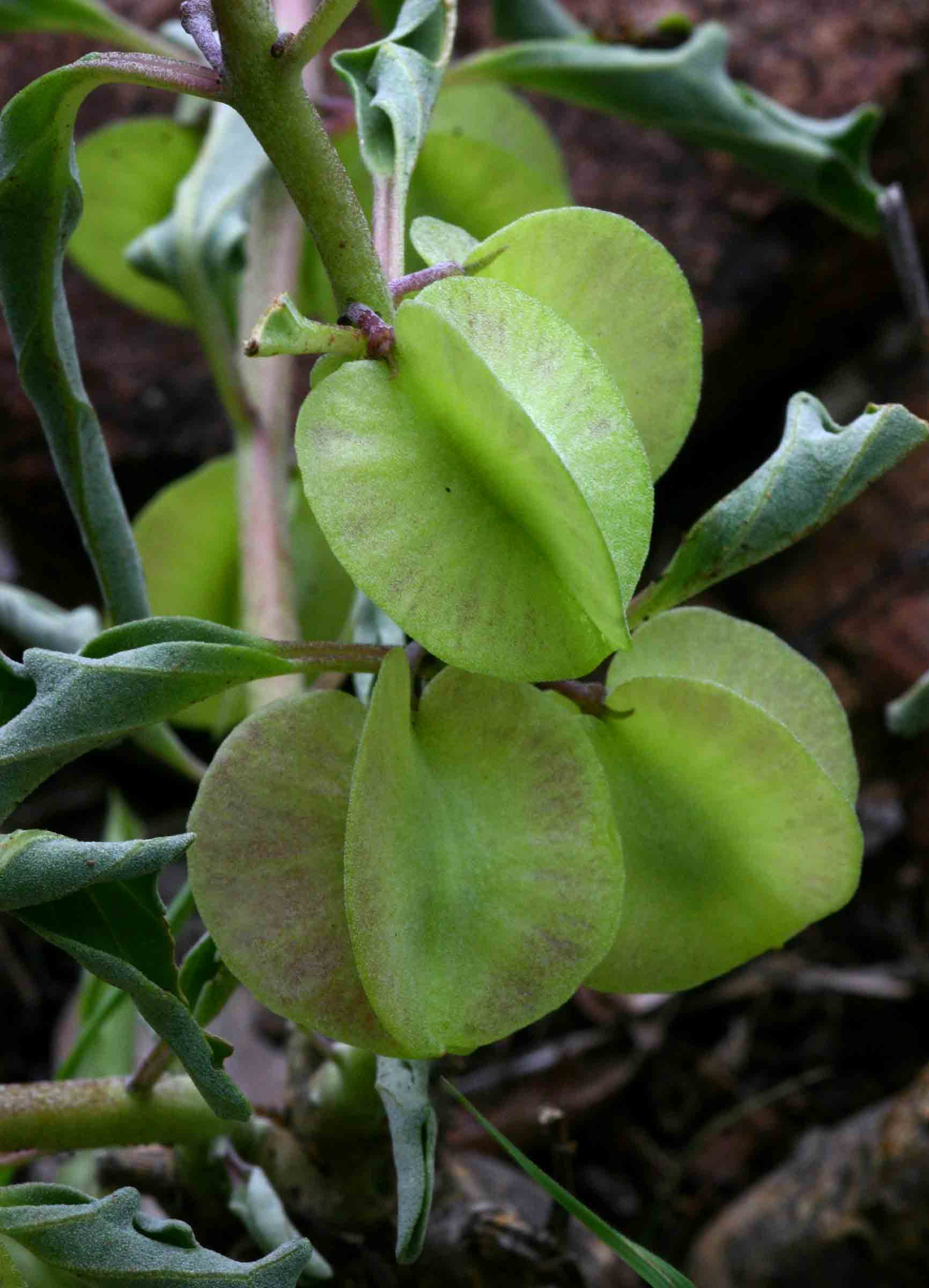 Pterodiscus ngamicus