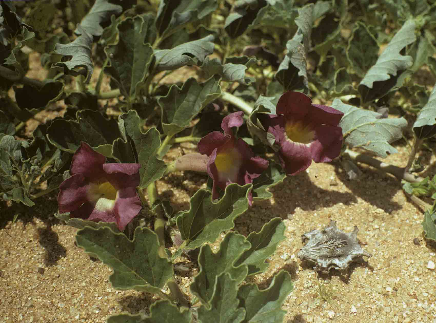 Harpagophytum zeyheri subsp. sublobatum