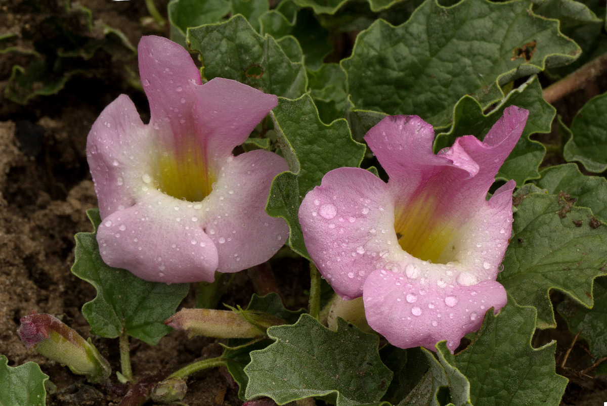 Harpagophytum zeyheri subsp. sublobatum