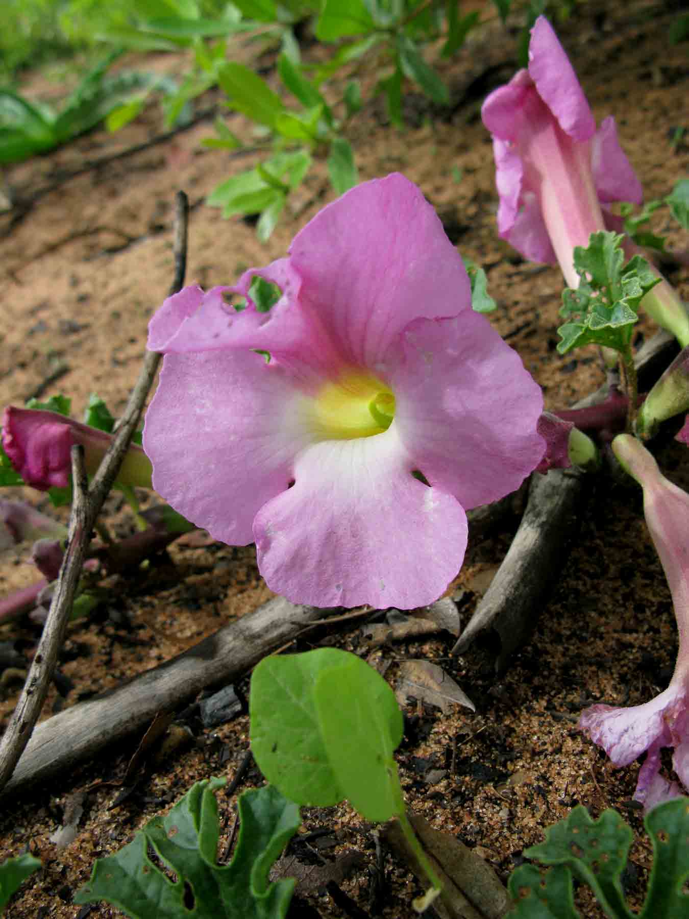 Harpagophytum zeyheri subsp. sublobatum