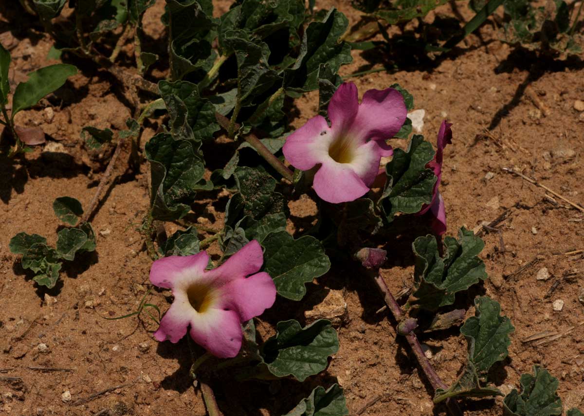 Harpagophytum zeyheri subsp. sublobatum