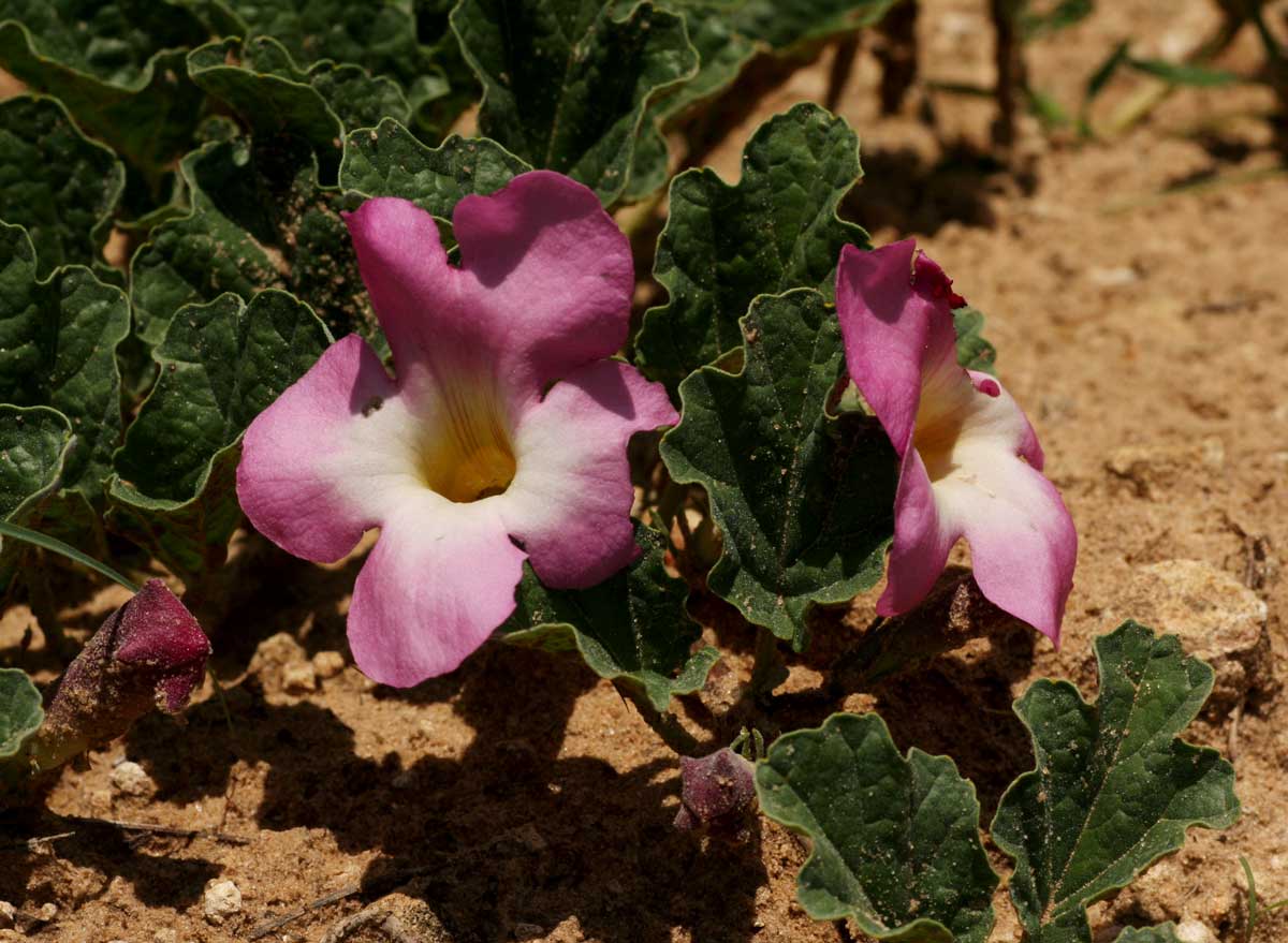 Harpagophytum zeyheri subsp. sublobatum