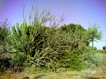 Sesamothamnus lugardii